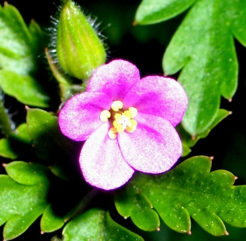Geranium purpureum / Geranio purpureo